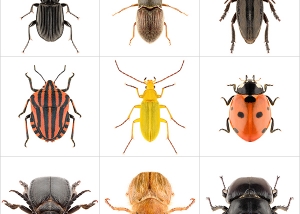 These were the Insects II 000 300x214 - ArtWorks