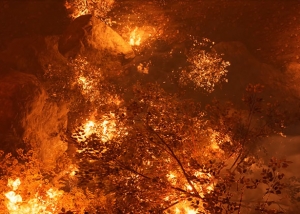 Apocalypse now forest fire I 300x214 - All ArtWorks
